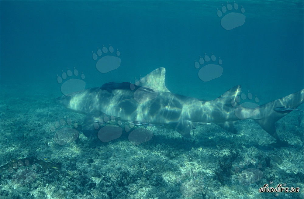 Tiburón limón majestuoso en el lecho marino con vegetación
