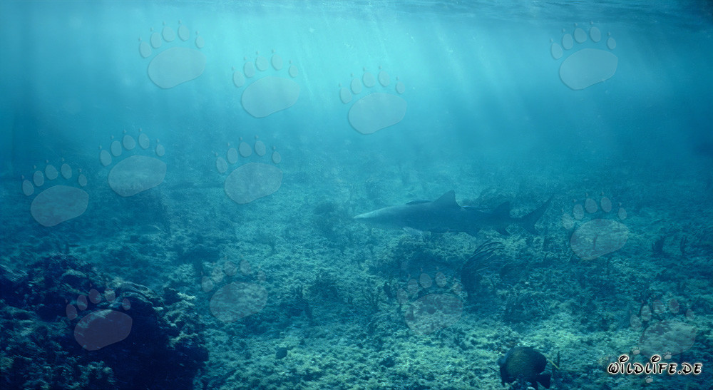 Lemon Shark (Negaprion brevirostris) on the hunt in the shallow waters off Walker´s Cay, Bahamas