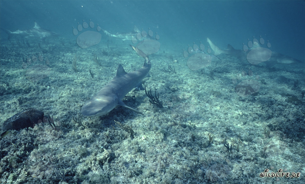 Lemon Shark and Bull Sharks at Sharkpoint in the Bahamas