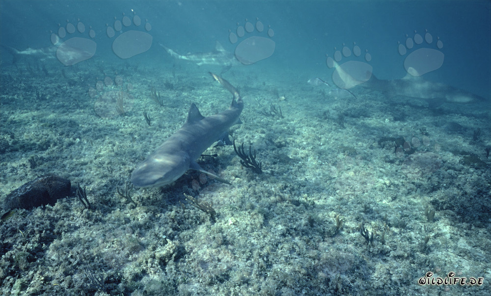 Requin citron et requins taureaux au point de requin des Bahamas