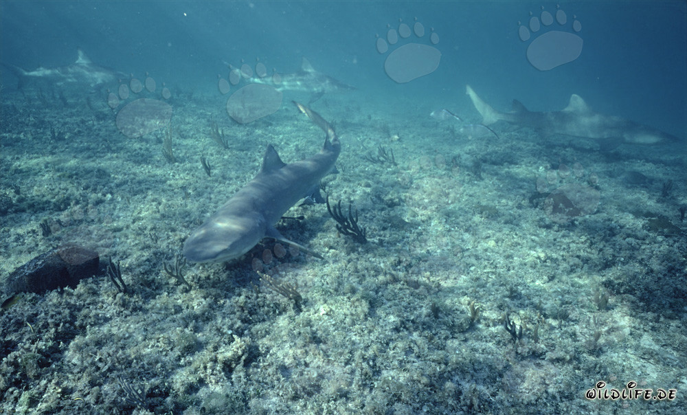 Tiburón limón y tiburones toro en el punto de tiburón de las Bahamas