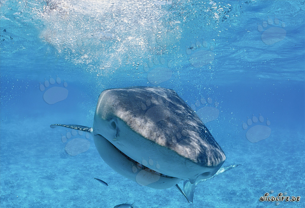 Impressive tiger shark approaching the camera head-on