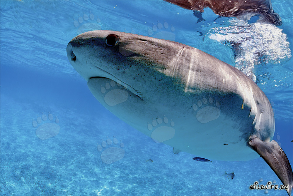 Requin tigre chasse de jeunes albatros dans le lagon d'Hawaï