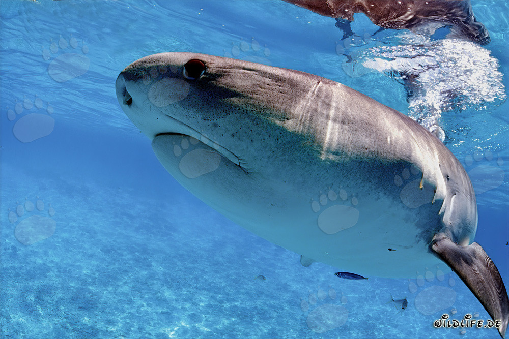 Tiger Shark (Galeocerdo cuvier) hunting for young albatrosses in Hawaii's lagoon