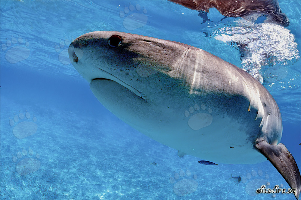 Tigerhai jagt junge Albatrosse in der Lagune von Hawaii