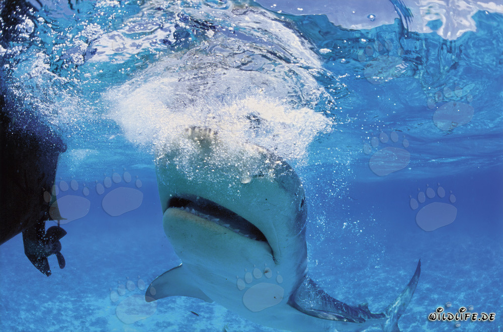 Requin tigre (Galeocerdo cuvier) observant le moteur hors-bord