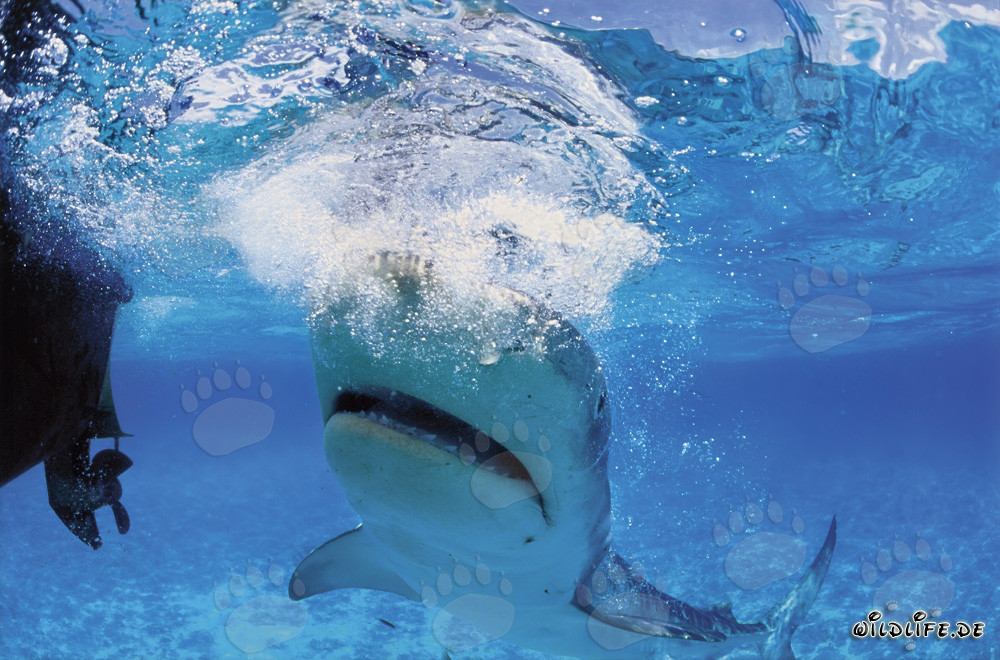 Tiger shark (Galeocerdo cuvier) observing the outboard engine
