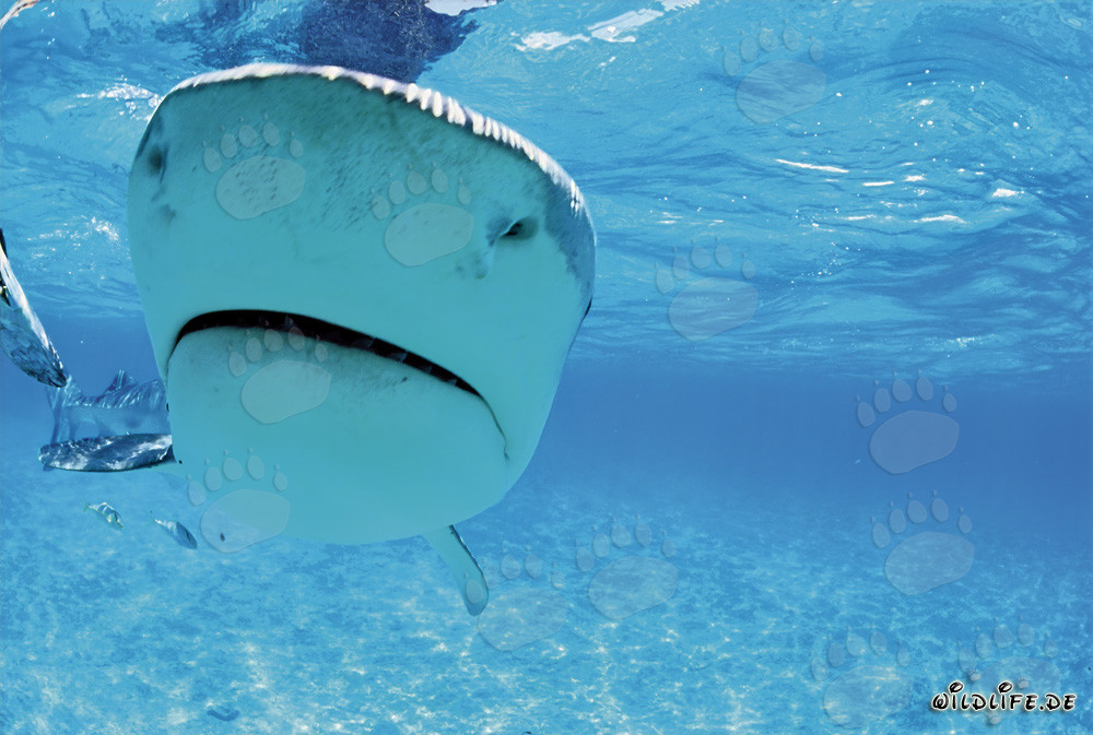 Encuentro fascinante con el tiburón tigre (Galeocerdo cuvier)