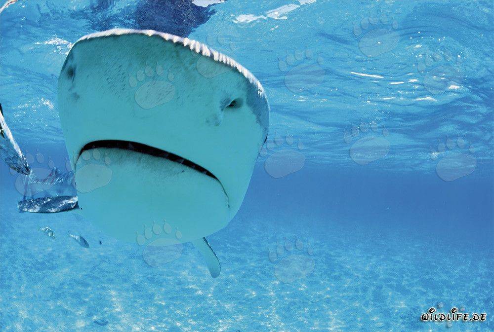 Rencontre fascinante avec le requin tigre (Galeocerdo cuvier)