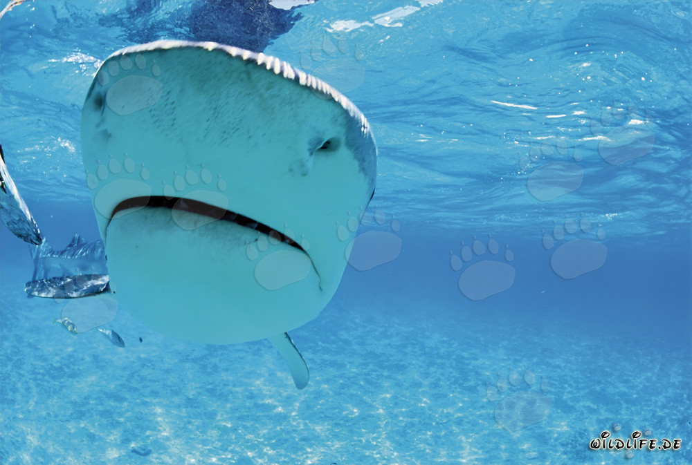 Fascinating Encounter with the Tiger Shark (Galeocerdo cuvier)