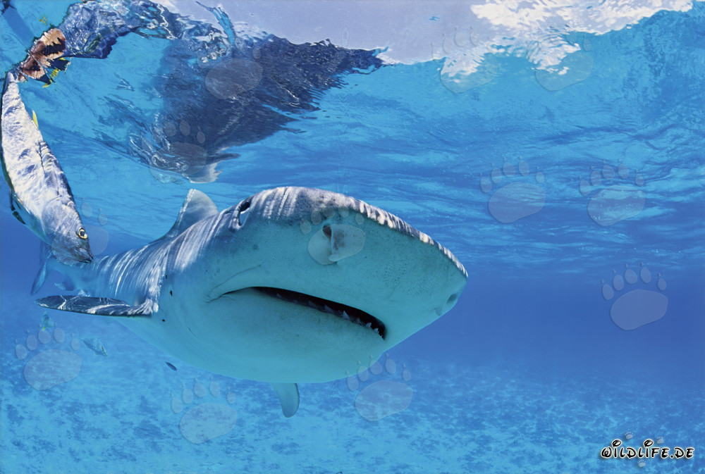 Requin tigre émerge dans la lagune claire