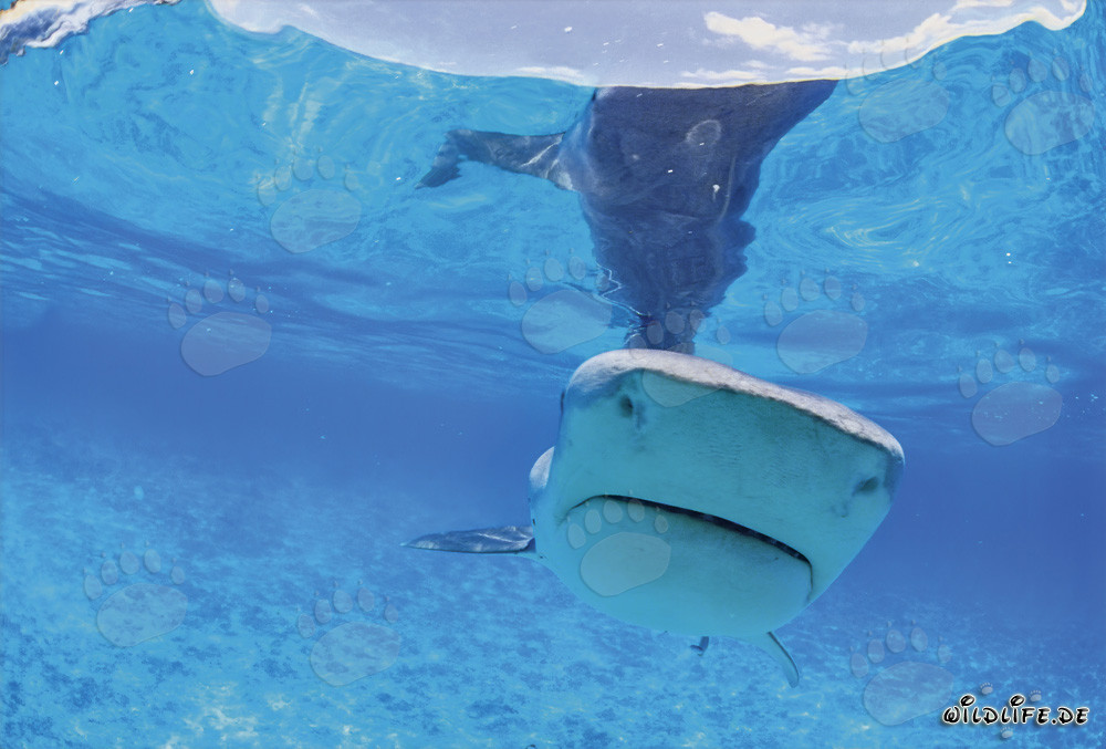 Portrait impressionnant d'un requin tigre (Galeocerdo cuvier) dans les eaux tropicales