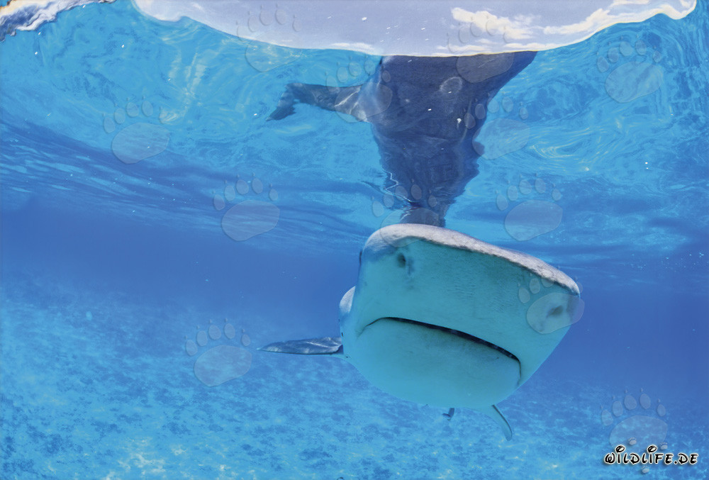 Impressive portrait of a Tiger shark (Galeocerdo cuvier) in tropical waters