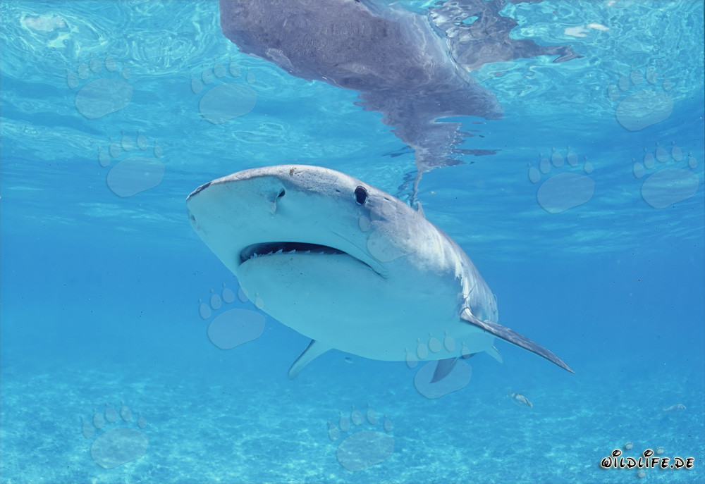 Requin tigre observant un jeune albatros dans le lagon de Midway Atoll