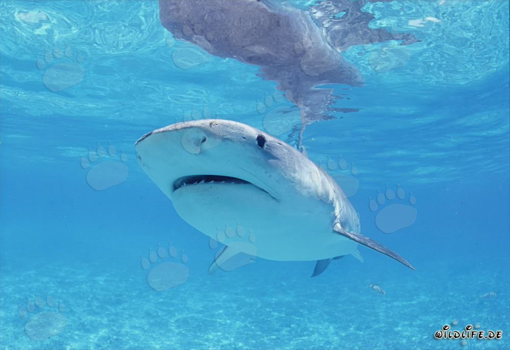 Tiger Shark observes young Albatros in the lagoon of Midway Atoll