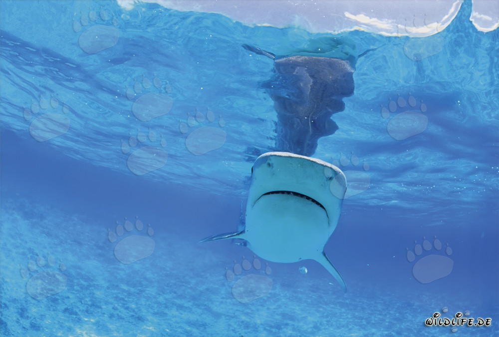 Tiger Shark observing sea birds on the water surface