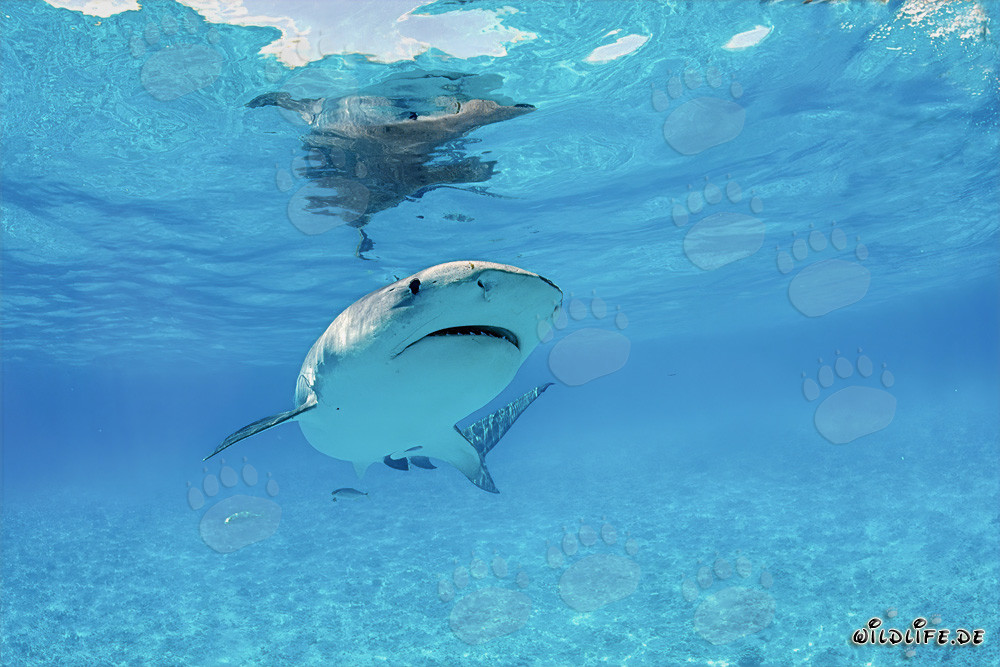 Requin tigre observant un jeune albatros dans le lagon de Midway Atoll à Hawaï