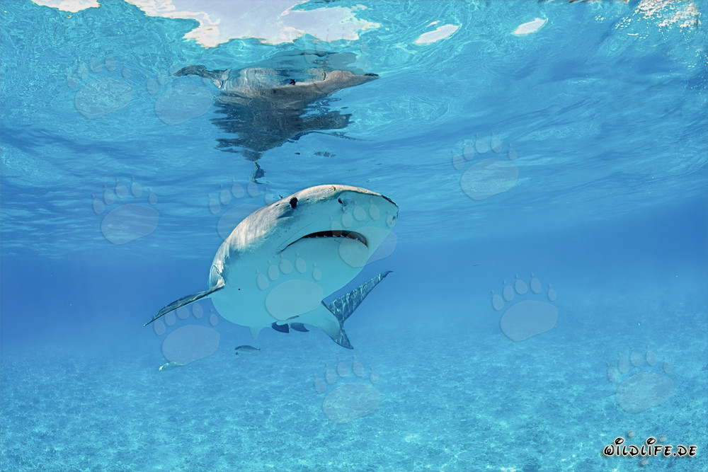 Tiger Shark observing a young Albatross in the lagoon of Midway Atoll in Hawaii