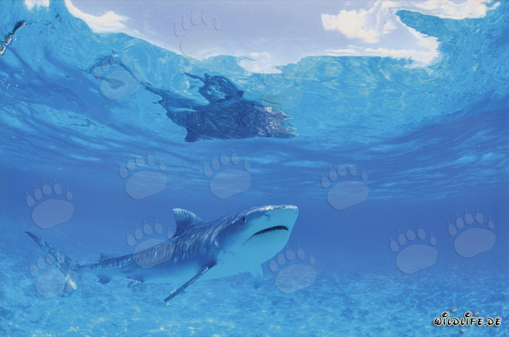 Requin tigre fascinant dans les îles hawaïennes (Galeocerdo cuvier)