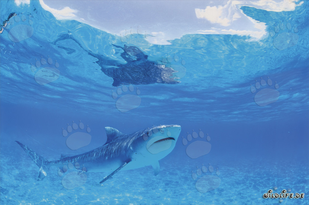 Fascinante squalo tigre nelle isole hawaiane (Galeocerdo cuvier)