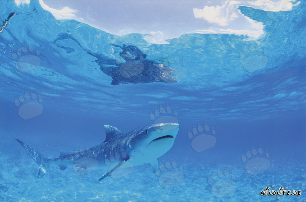 Tiburón tigre fascinante en las islas hawaianas (Galeocerdo cuvier)