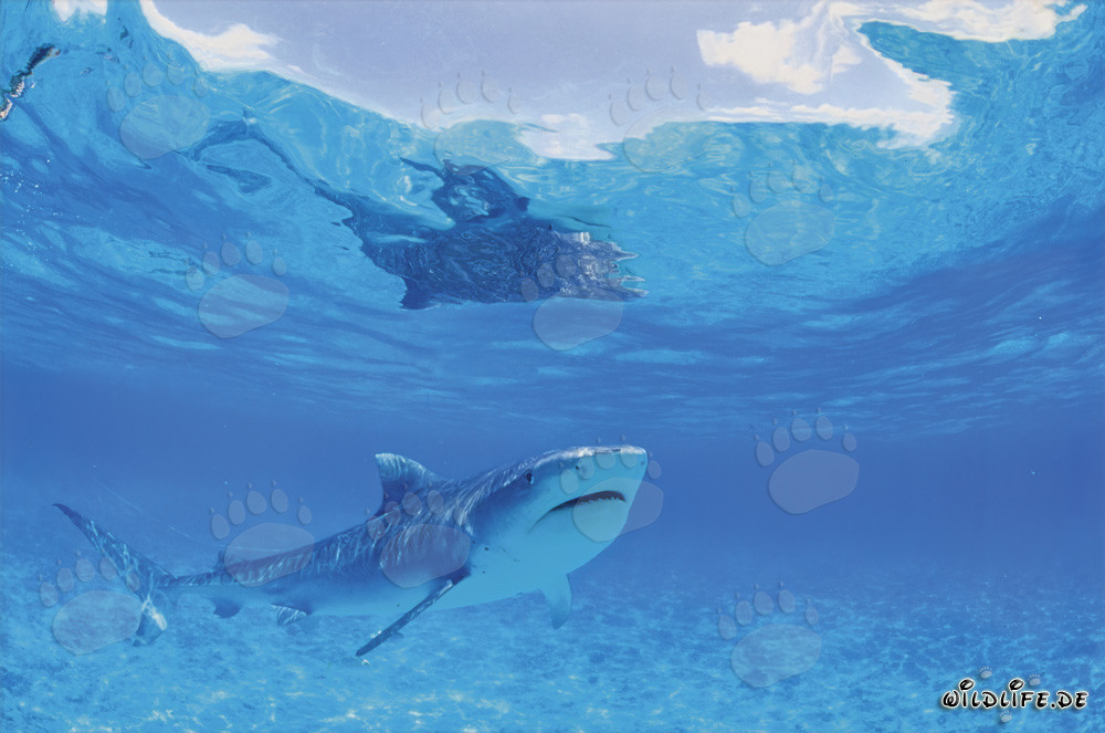 Faszinierender Tigerhai in den Hawaiianischen Inseln (Galeocerdo cuvier)
