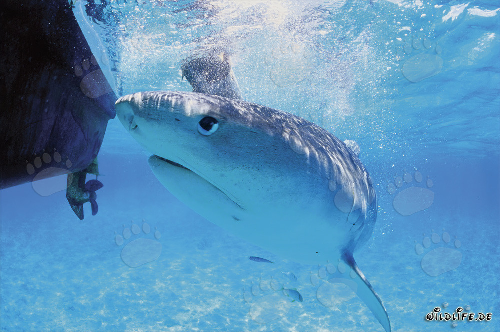 Le regard impressionnant du requin-tigre majestueux (Galeocerdo cuvier)