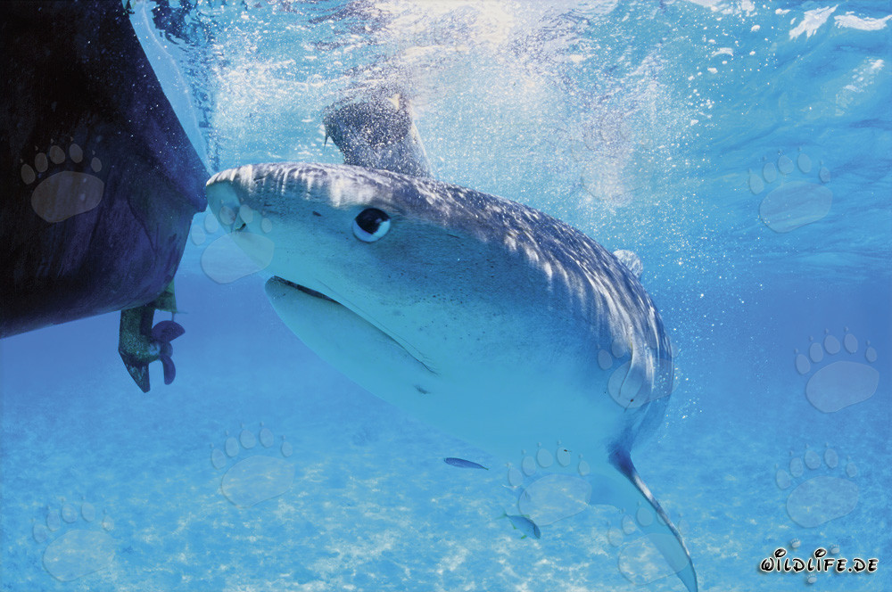 In the gaze of the majestic Tiger shark (Galeocerdo cuvier)