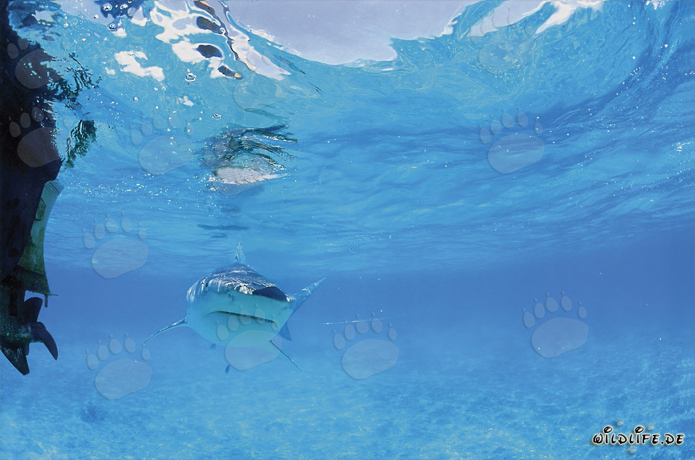 Requin tigre observant le moteur hors-bord dans les îles hawaïennes