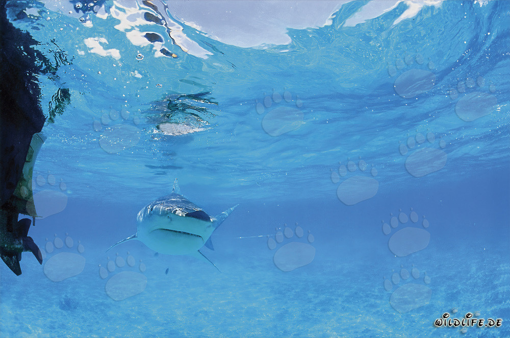 Tiger Shark observing the outboard motor in the Hawaiian Islands