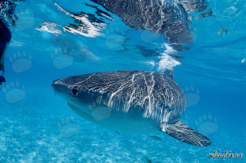 Requin-tigre dans le lagon