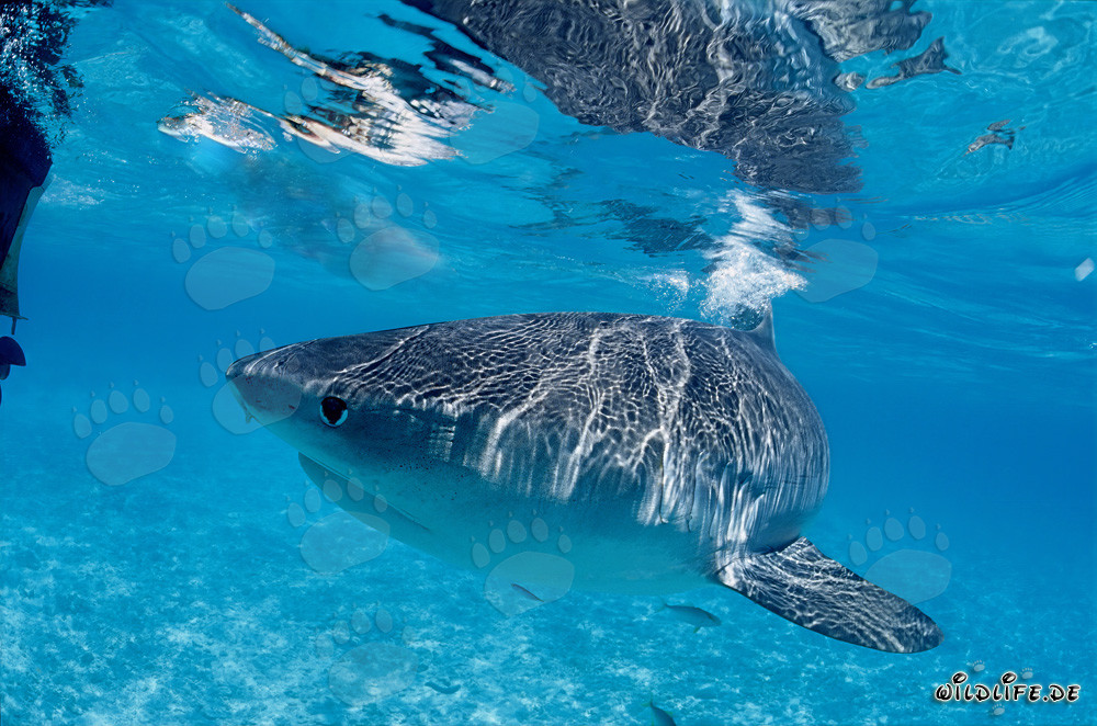 Tiger Shark