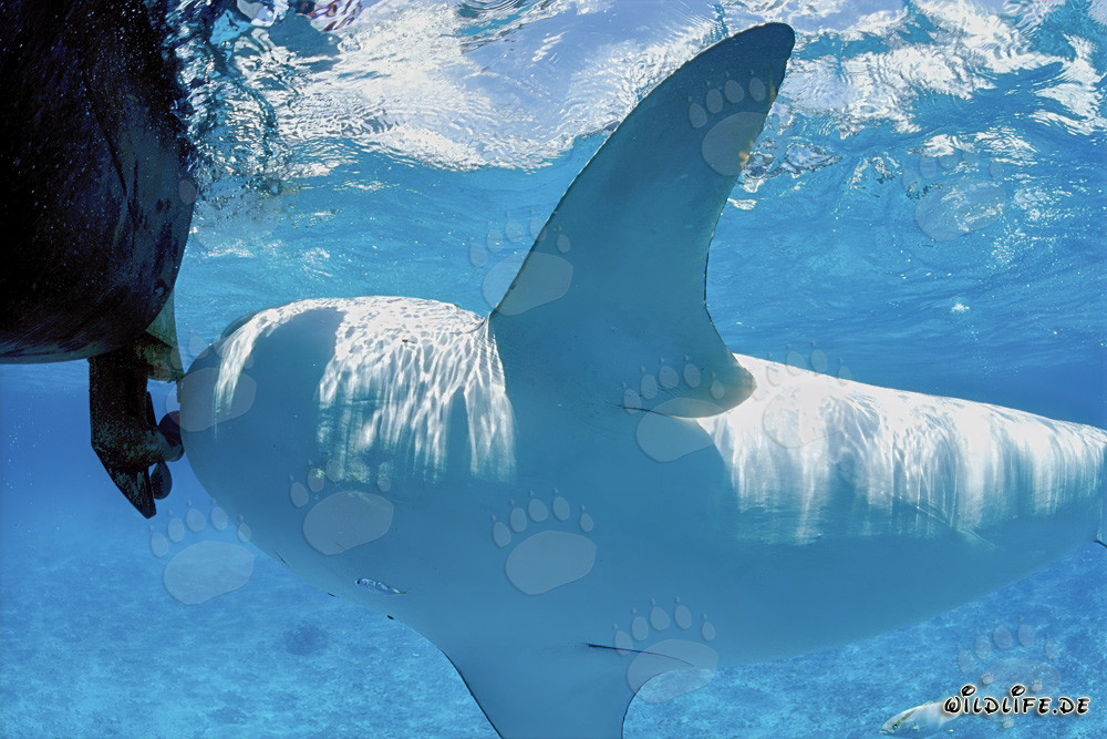 Requin-tigre imposant (Galeocerdo cuvier) avec ventre marqué