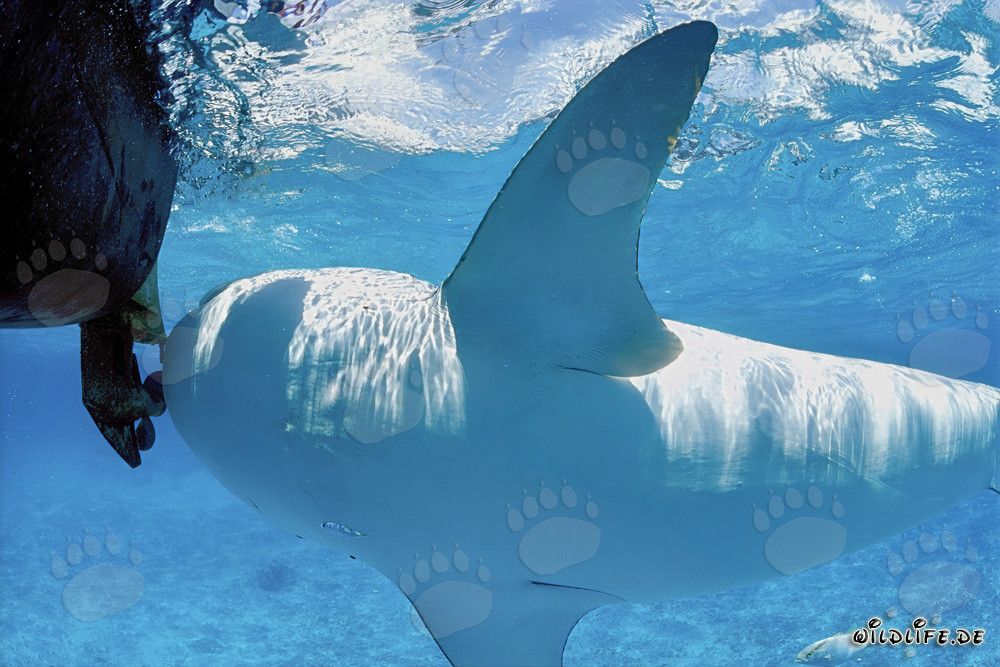 Impressive Tiger shark (Galeocerdo cuvier) with distinctive underside
