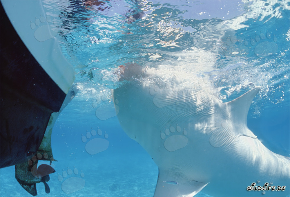 Tiger shark displaying its stunning white underside in the ocean