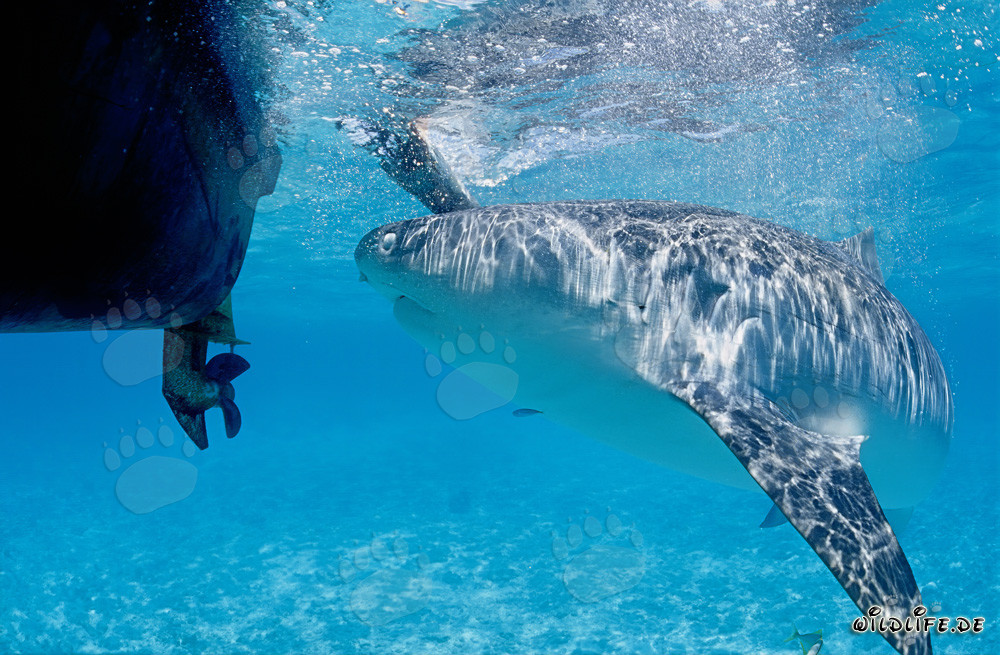 Requin tigre observant notre bateau dans les îles hawaïennes
