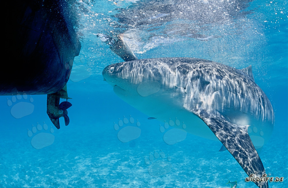 Squalo tigre osserva la nostra barca nelle isole hawaiane