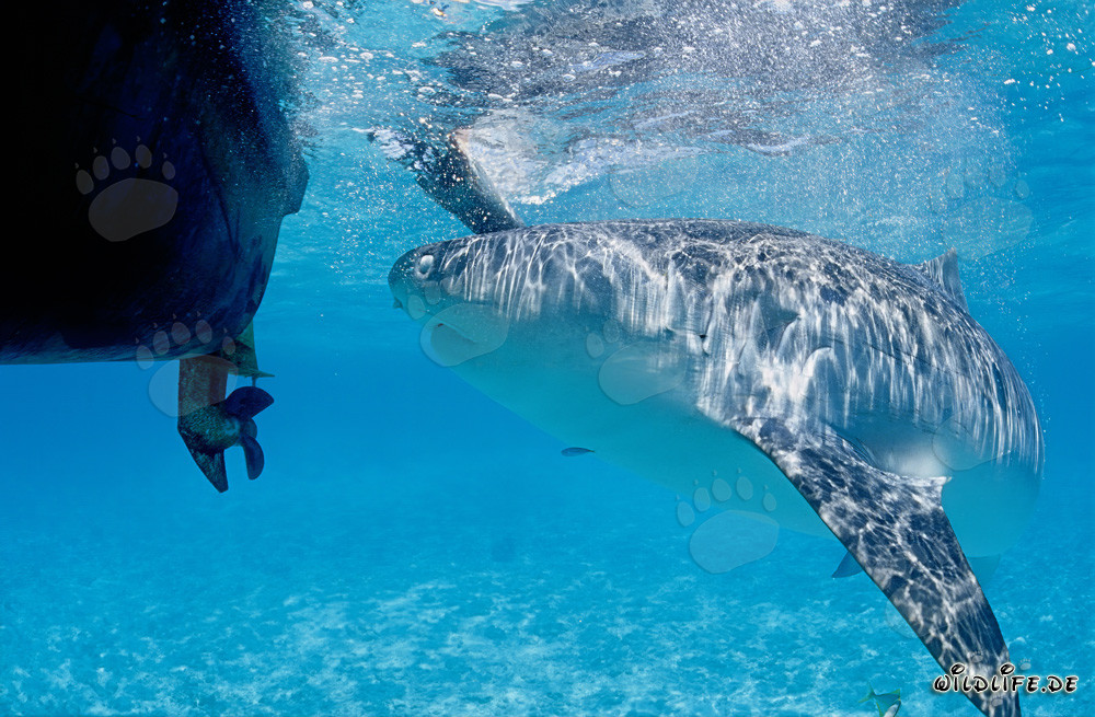 Tiger shark observing our boat in the Hawaiian Islands