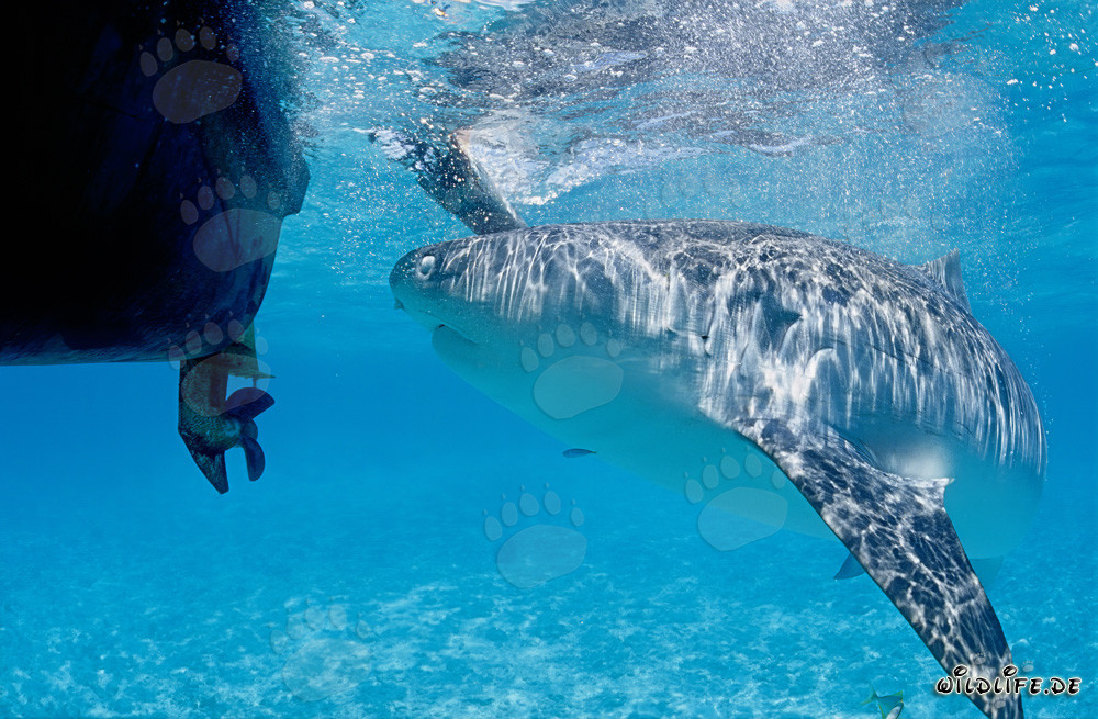 Tigerhai beobachtet unser Boot in den Hawaiian Islands