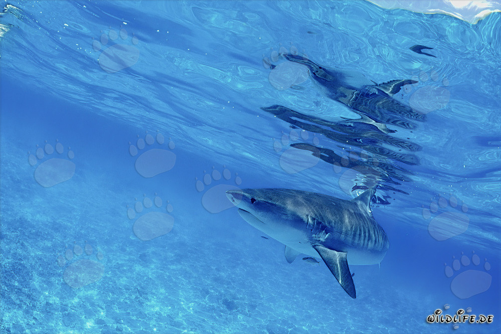 Requin tigre - Majesté des mers dans la lagune