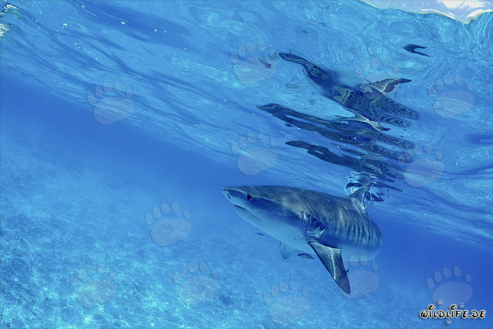 Tiburón tigre - Majestuosidad de los mares en la laguna