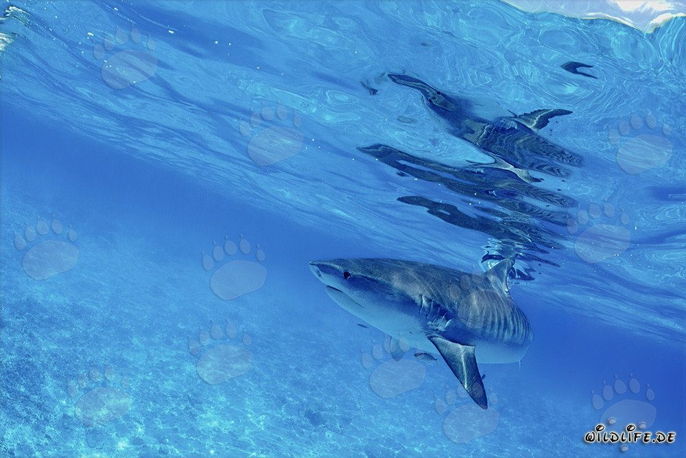 Tiger Shark - Majesty of the Seas in the Lagoon