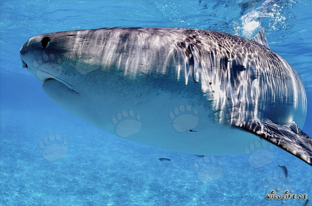Squalo tigre (Galeocerdo cuvier) in caccia di prede