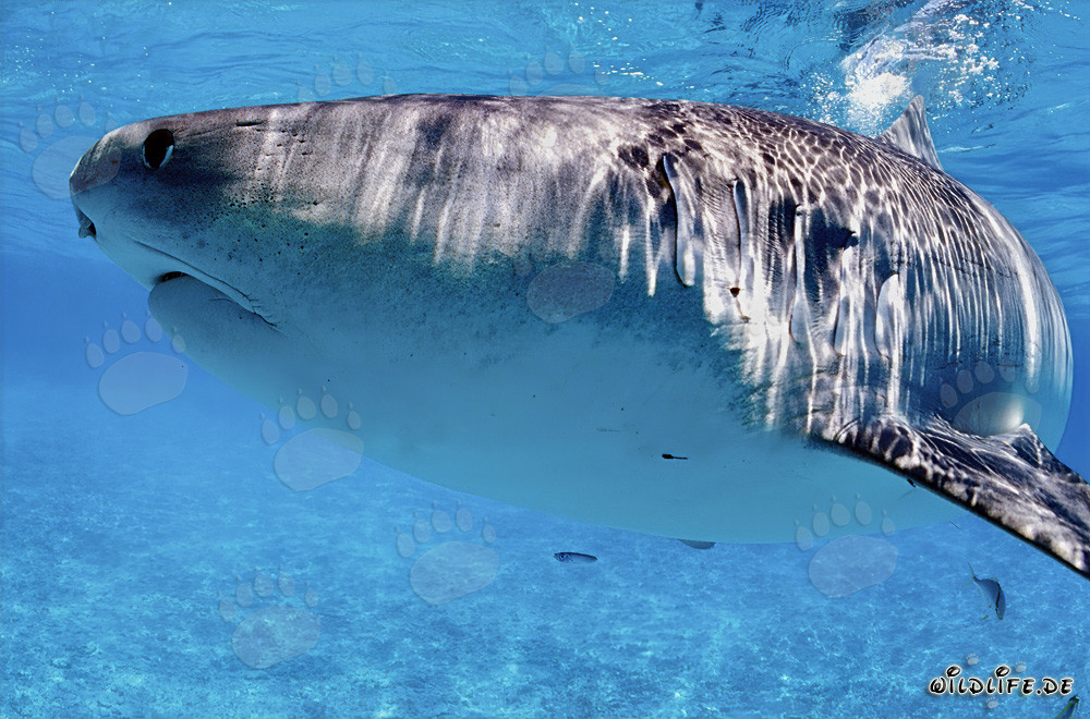 Tiger Shark (Galeocerdo cuvier) searching for prey
