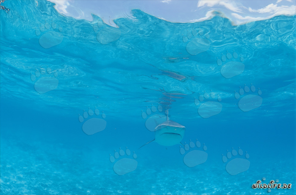 Élégant chasseur des mers requin-tigre (Galeocerdo cuvier)