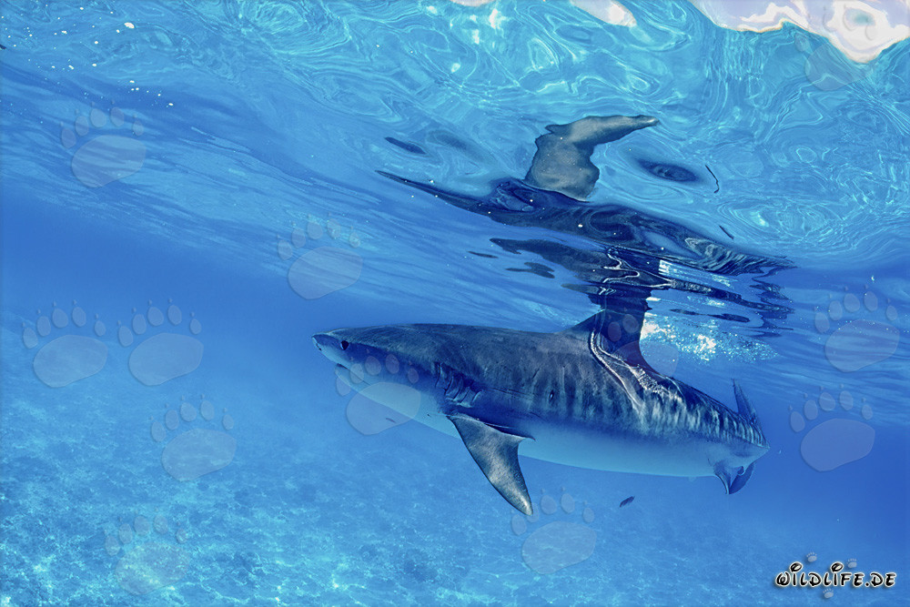Requin-tigre imposant glissant élégamment dans l'eau bleu profond