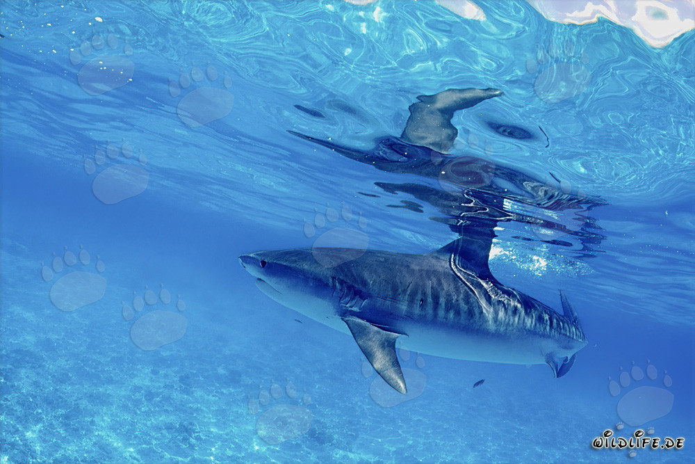Imponente squalo tigre scivola elegantemente nell'acqua blu profonda
