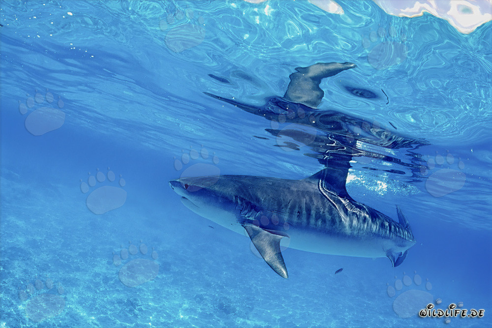 Impresionante tiburón tigre deslizándose elegantemente en el agua azul profundo
