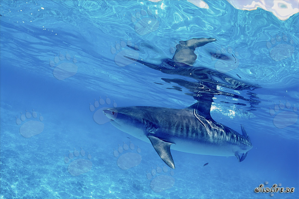 Impressive tiger shark gracefully gliding through the deep blue water