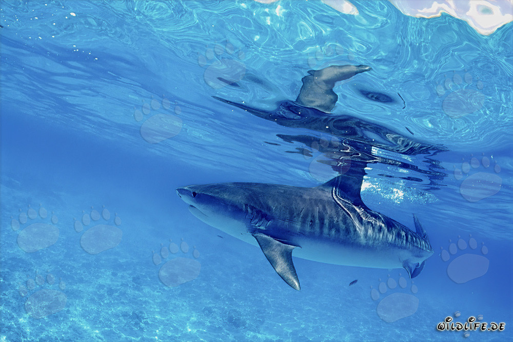 Imposanter Tigerhai gleitet elegant durch das tiefblaue Wasser